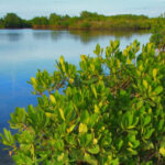 Scenic photo of Florida wetlands.