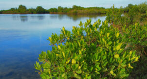 Scenic photo of Florida wetlands.