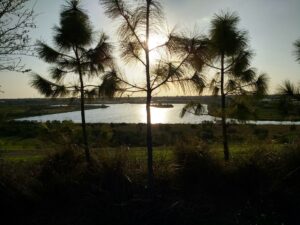 Photo of Celery Fields.