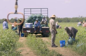 Farmworkers laboring outdoors.