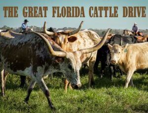 Photo of cattle in a field beneath all-caps text that reads "The Great Florida Cattle Drive."