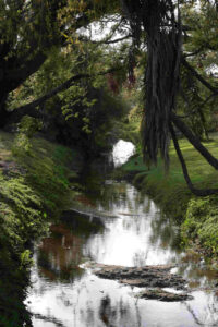 A picturesque creek. Spanish moss hangs overhead and some debris impedes the water's flow.