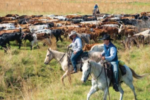 Photo of two riders driving cattle.