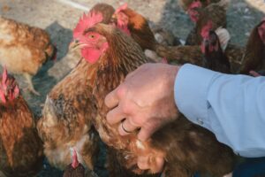 Close-up of a chicken being held by someone off-frame.