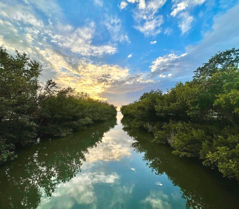 Photo of a pristine body of water lined with mangrove trees.