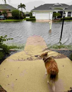 A dog observes a flooded neighborhood street.