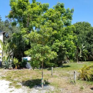 A newly-planted tree outside in a yard.
