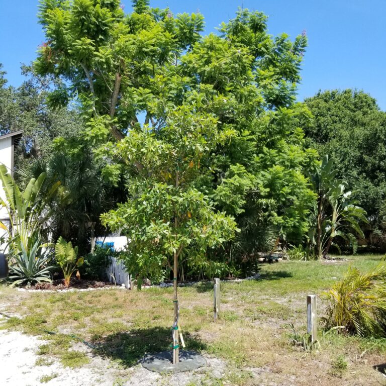 A newly-planted tree outside in a yard.
