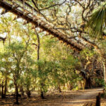 Photo from below of a wooden walkway through the treetops.