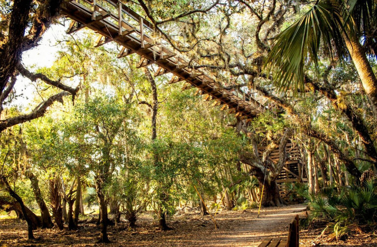 Photo from below of a wooden walkway through the treetops.