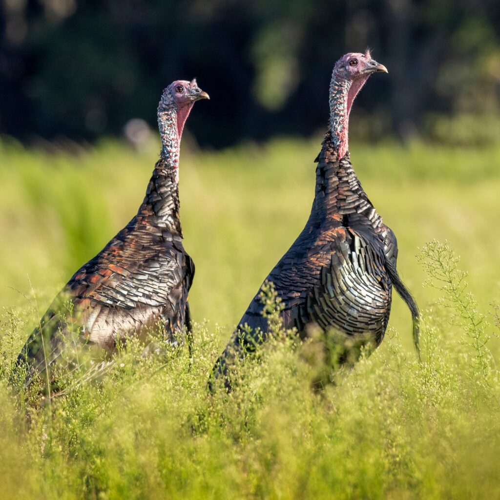 Two wild turkeys in tall grass.