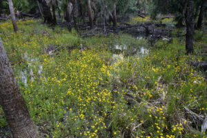 Yellow wildflowers in Myakka wetlands.