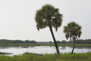 Palm trees in Myakka wetlands.