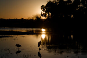 Sunset in the Myakka wetlands with two egrets in the foreground.