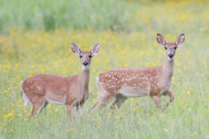 Deer in a flowering field.