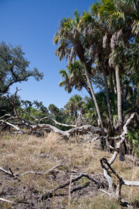 A dry grassy clearing amid trees and fallen tree limbs.