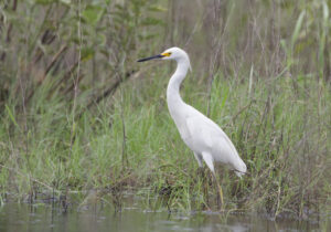 An egret standing in a shallow marsh.