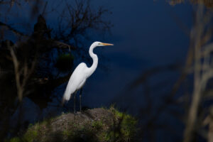 An egret perched on a branch at night.