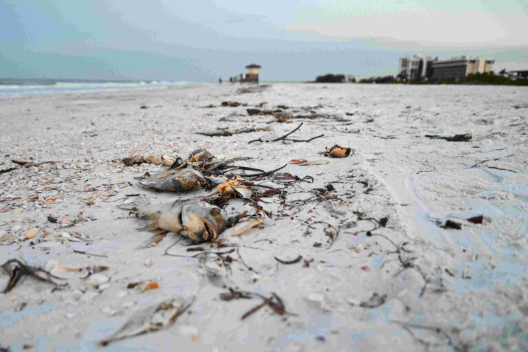 Dead sea life washed up on the shore.