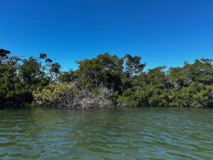 Terra Ceia coastline.