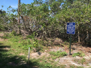 Photo of a sign near mangrove trees that reads, "Please protect our shoreline. Cutting, trimming or removal of any trees, plants or foliage is prohibited".