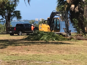 A backhoe being used for removal of palm trees.