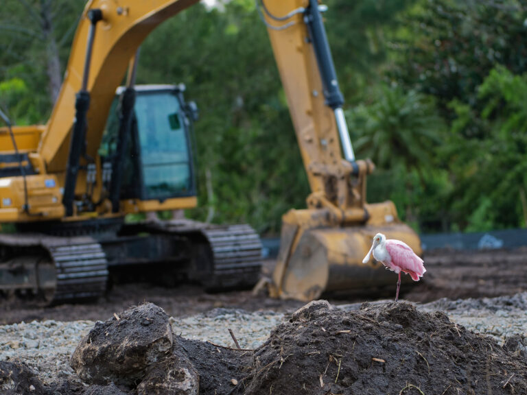 A roseate spoonbill at a construction site with an excavator in the background.
