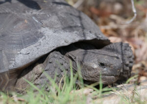 Close-up of a tortoise.