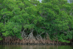 A shore lined with mangroves.