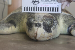 Close-up of a sea turtle's face. It has an injured beak.