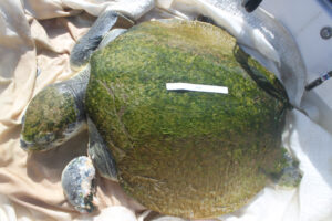 Photo of a sea turtle from above. It has a damaged carapace.