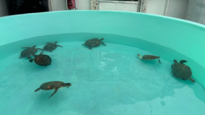 A tub full of green sea turtles.