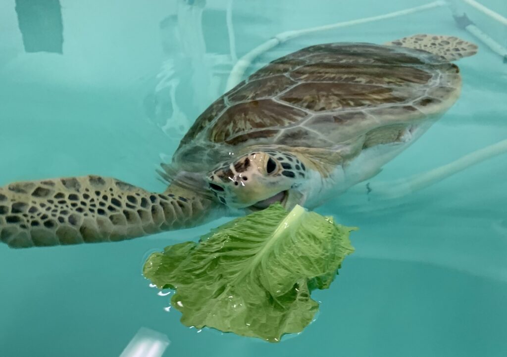 A green sea turtle eating a leaf of lettuce.