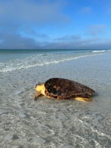 A sea turtle on the shore facing the ocean.