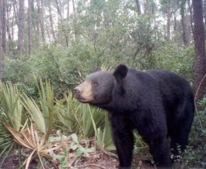 A Florida black bear in a forest.