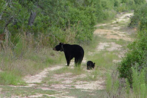 A Florida black bear and its cub on a path surrounded by plants.