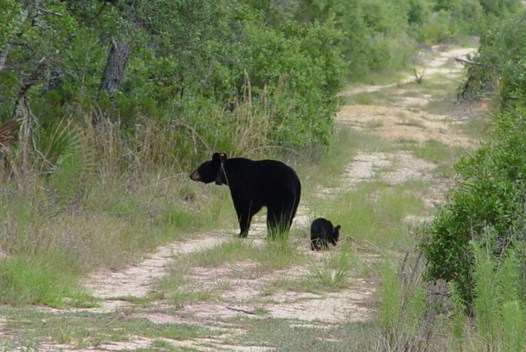 A Florida black bear and its cub on a path surrounded by plants.