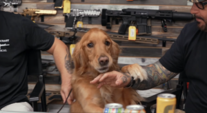 Two off-camera people gesturing to a docile retriever in a studio in front of a wall lined with guns..