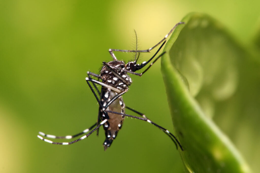 Extreme close up of an Aedes aegypti mosquito.